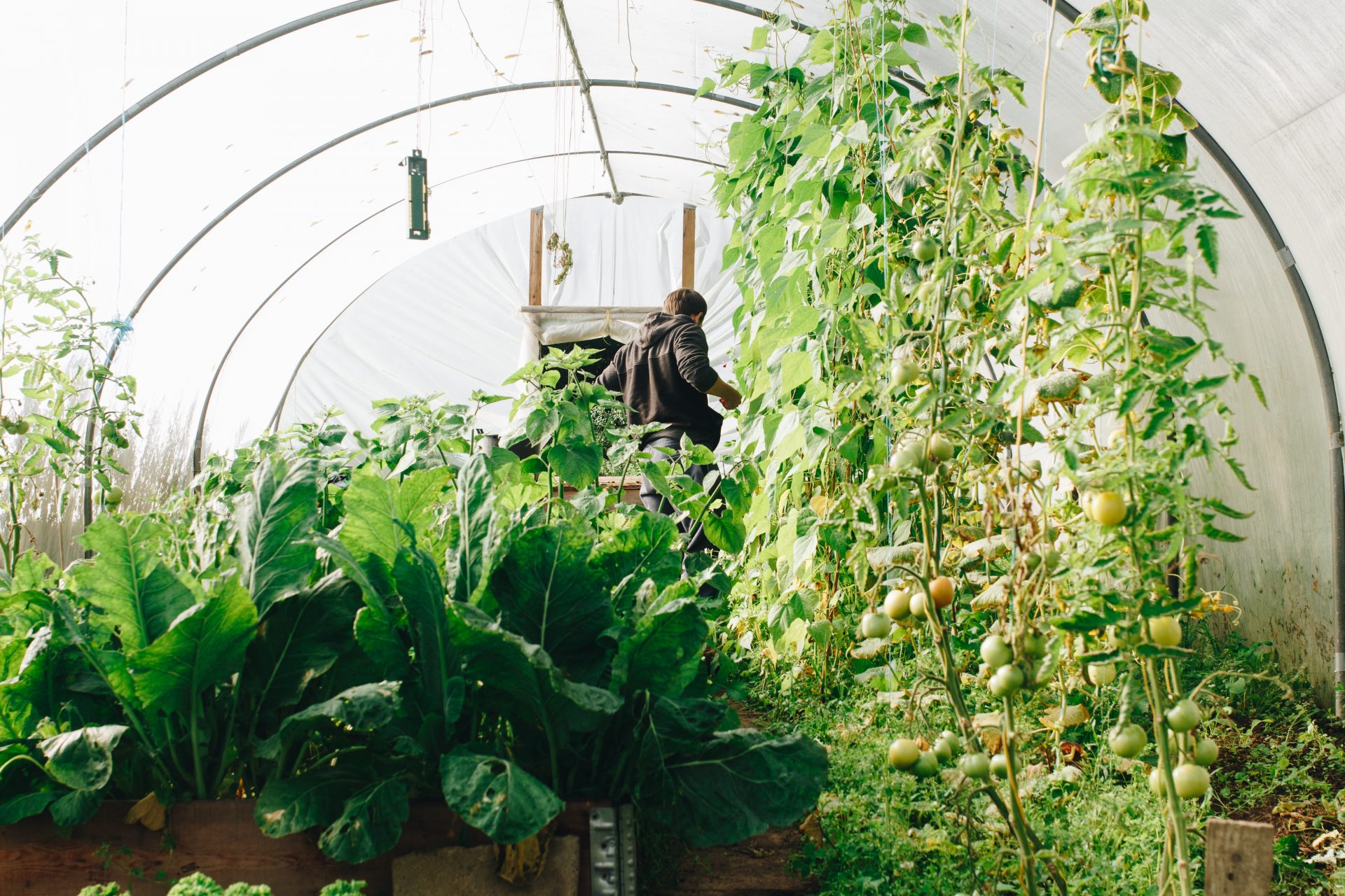 Un hombre está de espaldas a la cámara en un invernadero lleno de plantas verdes y mira al suelo.